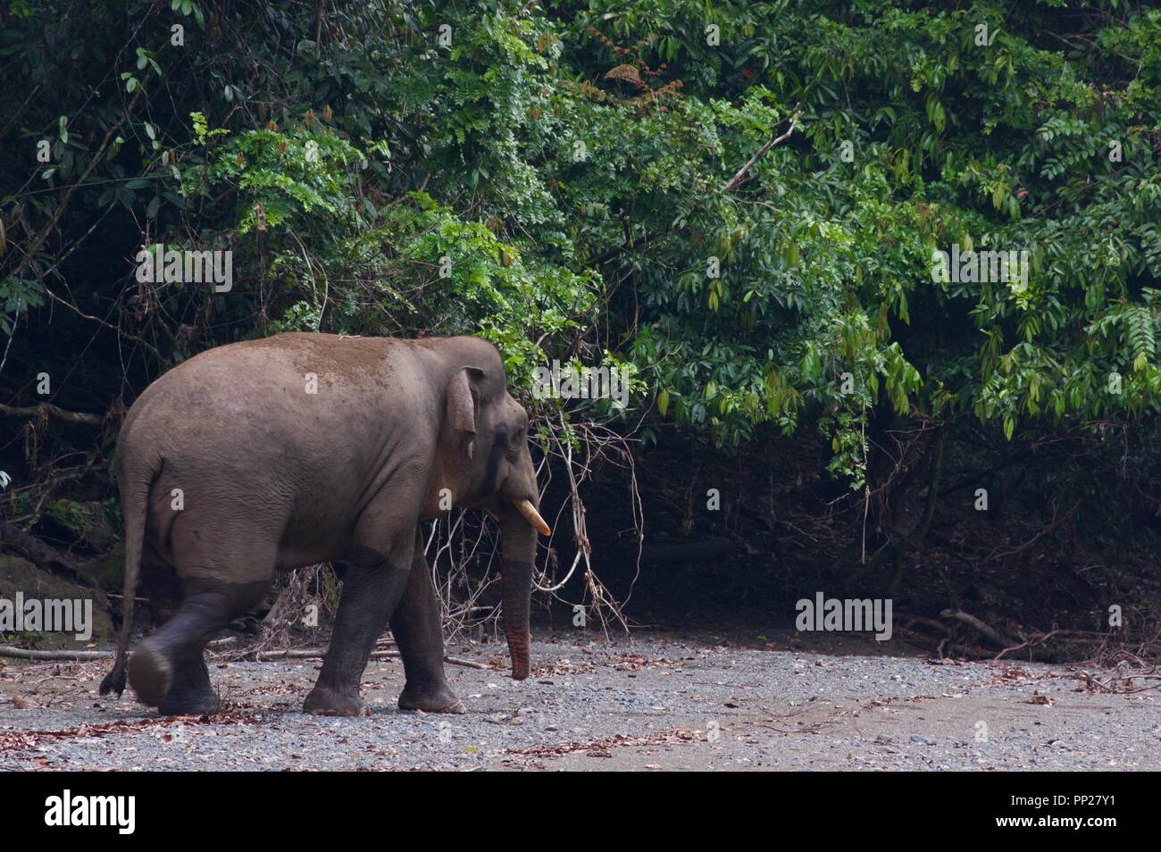 Eine Borneo Pygmy Elefanten (Elephas maximus Borneensis) in der Danum Valley Conservation Area, Sabah, Malaysia, Borneo Stockfoto