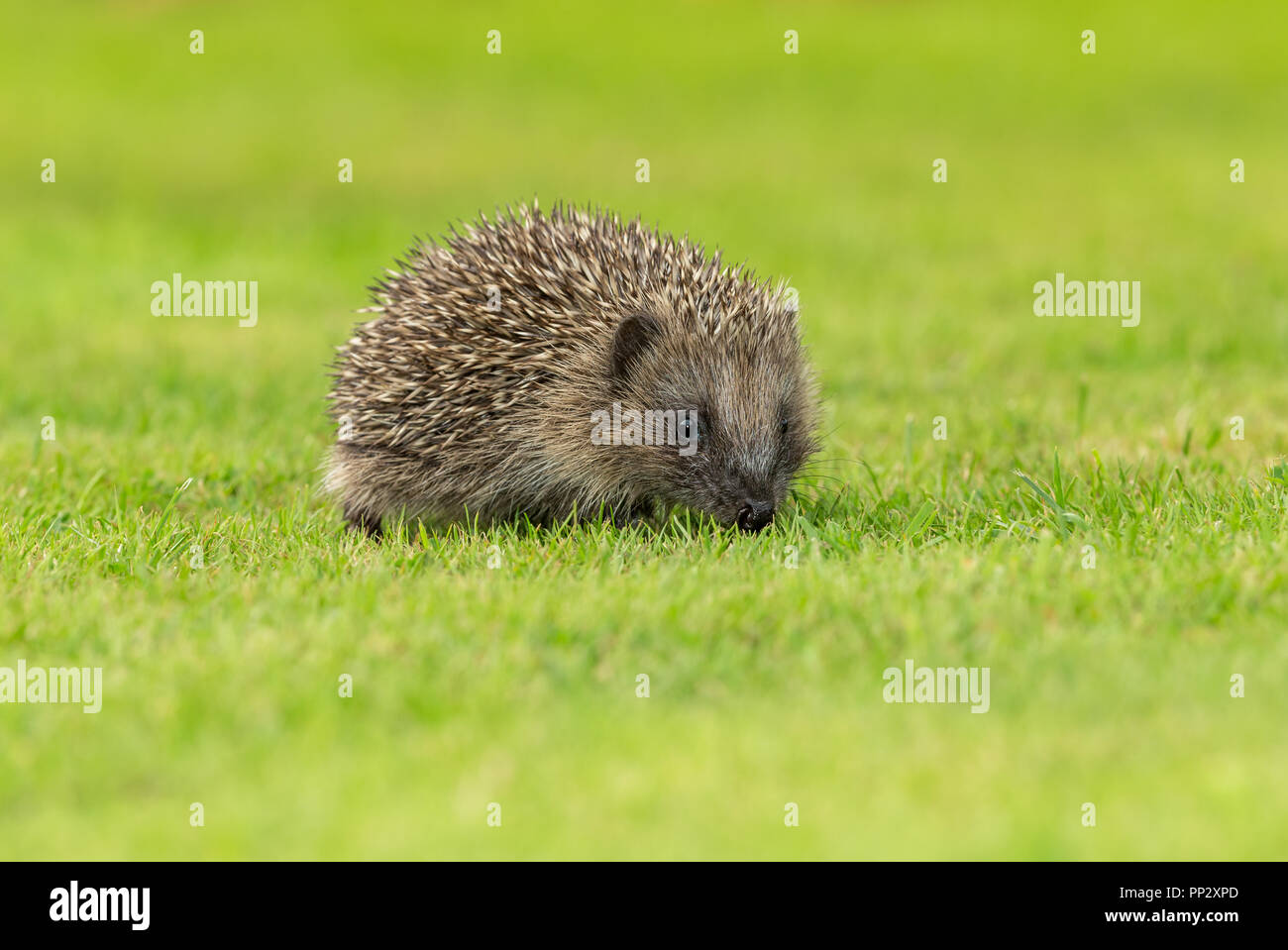 Igel, jung, wild, native, Europäischer Igel, nach rechts in den natürlichen Garten Lebensraum. Wissenschaftlicher Name: Erinaceus europaeus. Horizontale Stockfoto