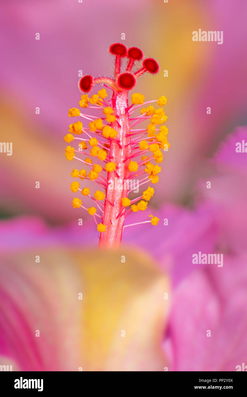 Makro einer rosa Hibiskus Blüte eine seinen Stempel Stockfoto