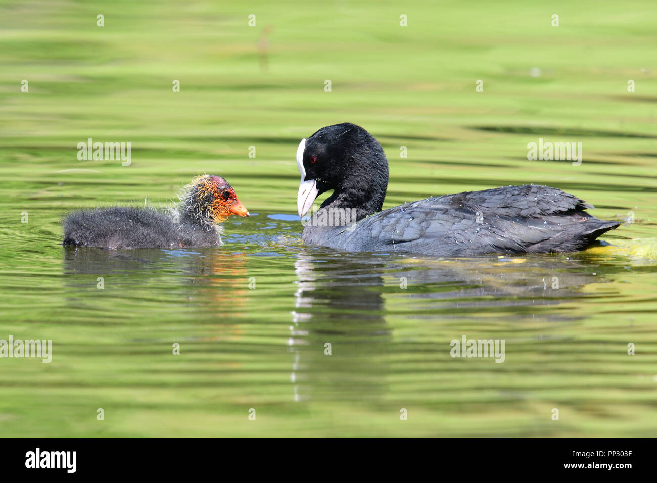 Nahaufnahme eines Blässhuhn schwimmen im Wasser mit einem Baby blässhuhn Stockfoto