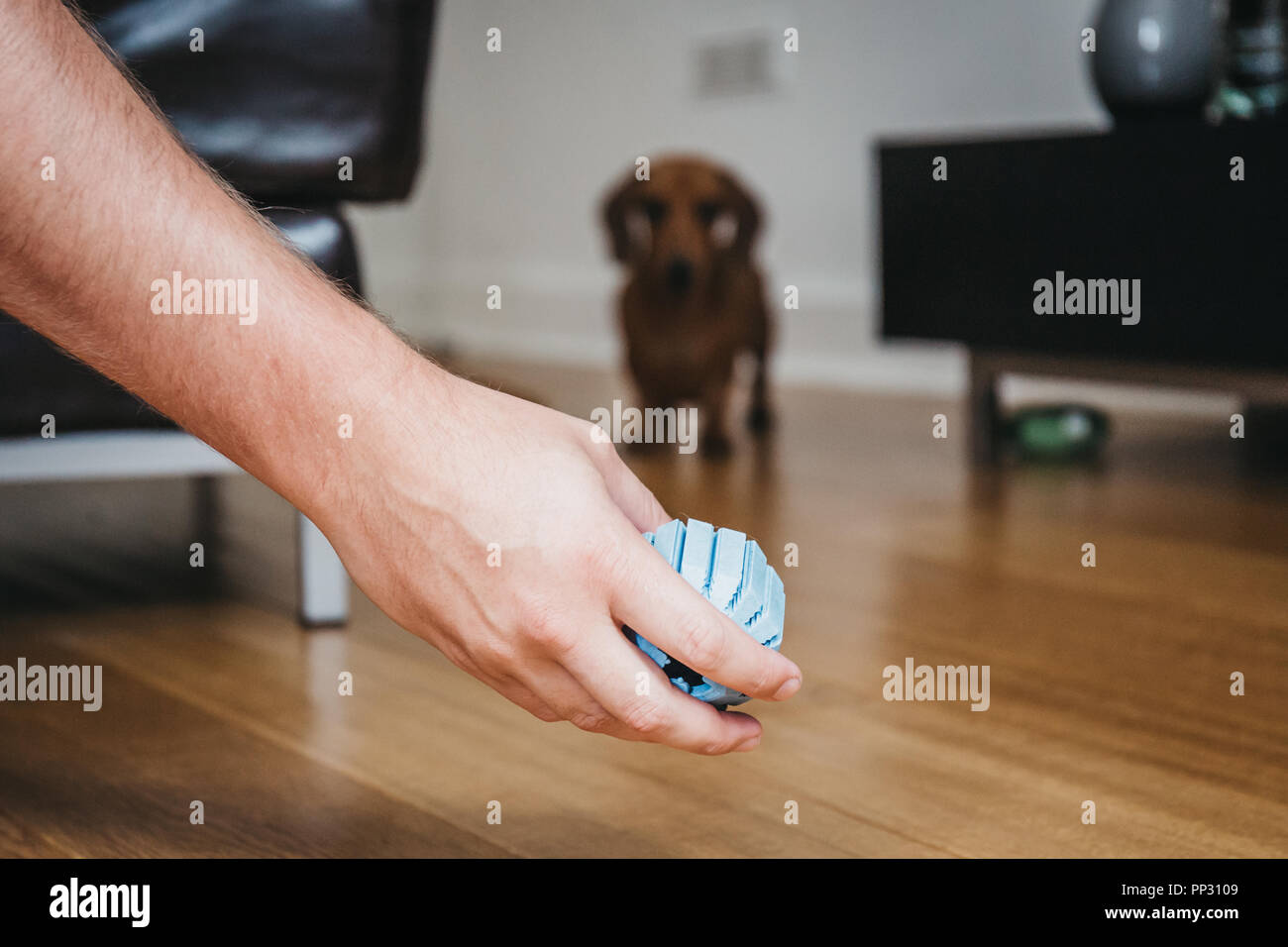 Hand Eigentümer holding Spielzeug ball, bereit zu werfen, Silhouette der Hund auf dem Hintergrund. Stockfoto