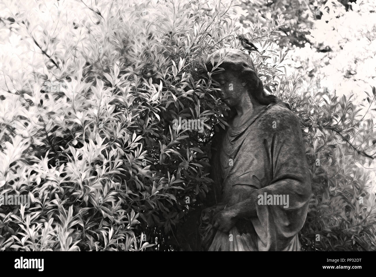 Statue von Engel und Gebüsch. Schwarz-weiß Foto. Vogel auf Engel Kopf. Stockfoto