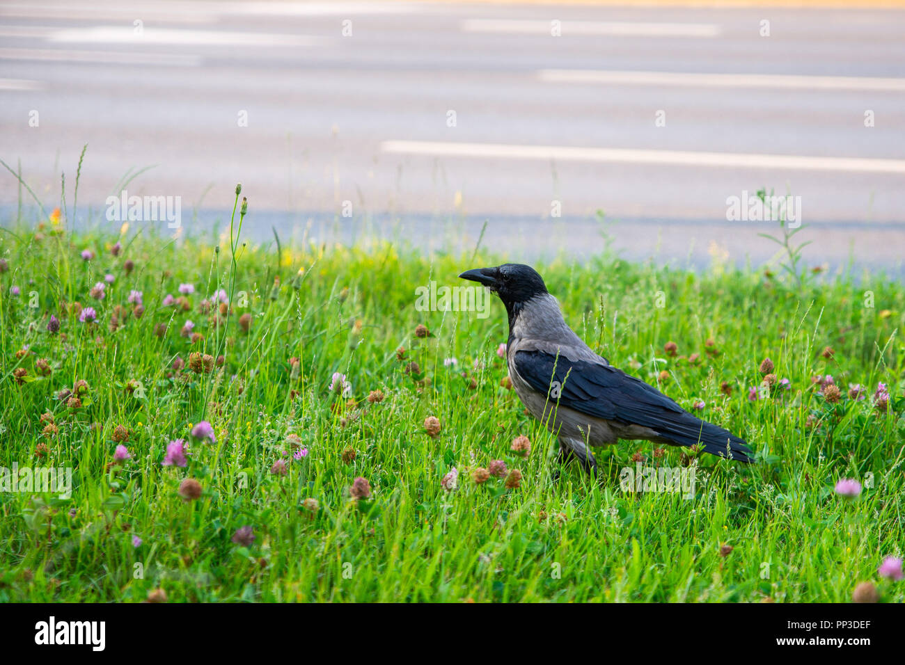 Nahaufnahme auf rook Vogel im Gras Stockfoto