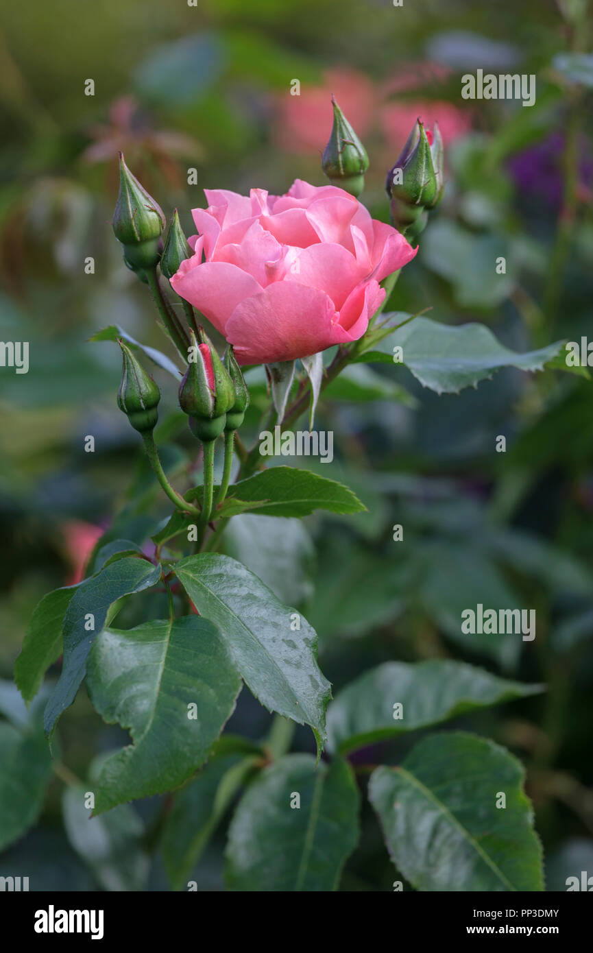 Coral Pink Rose, Rosa Sommer Wein" korizont' Stockfoto