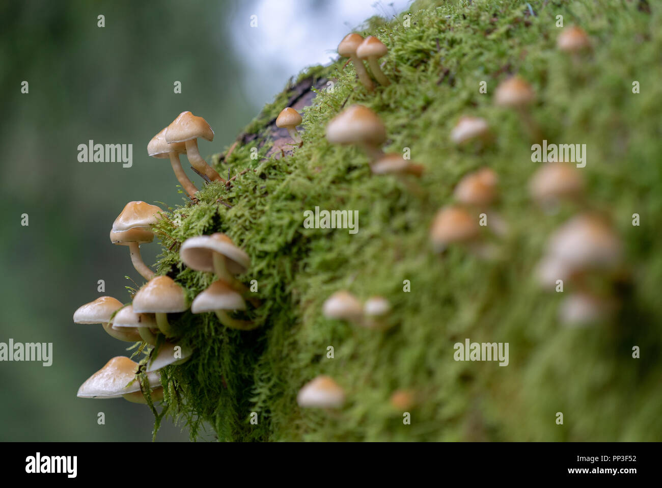 Wald Motive bei Snowdonia National Park Stockfoto