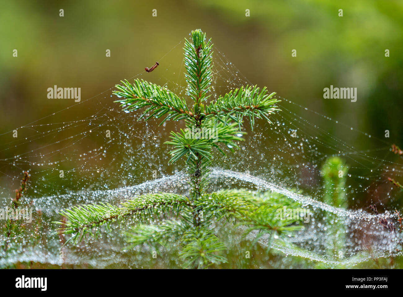 Caterpillar tragen Wassertropfen auf Seide Linie um Weihnachtsbaum Stockfoto