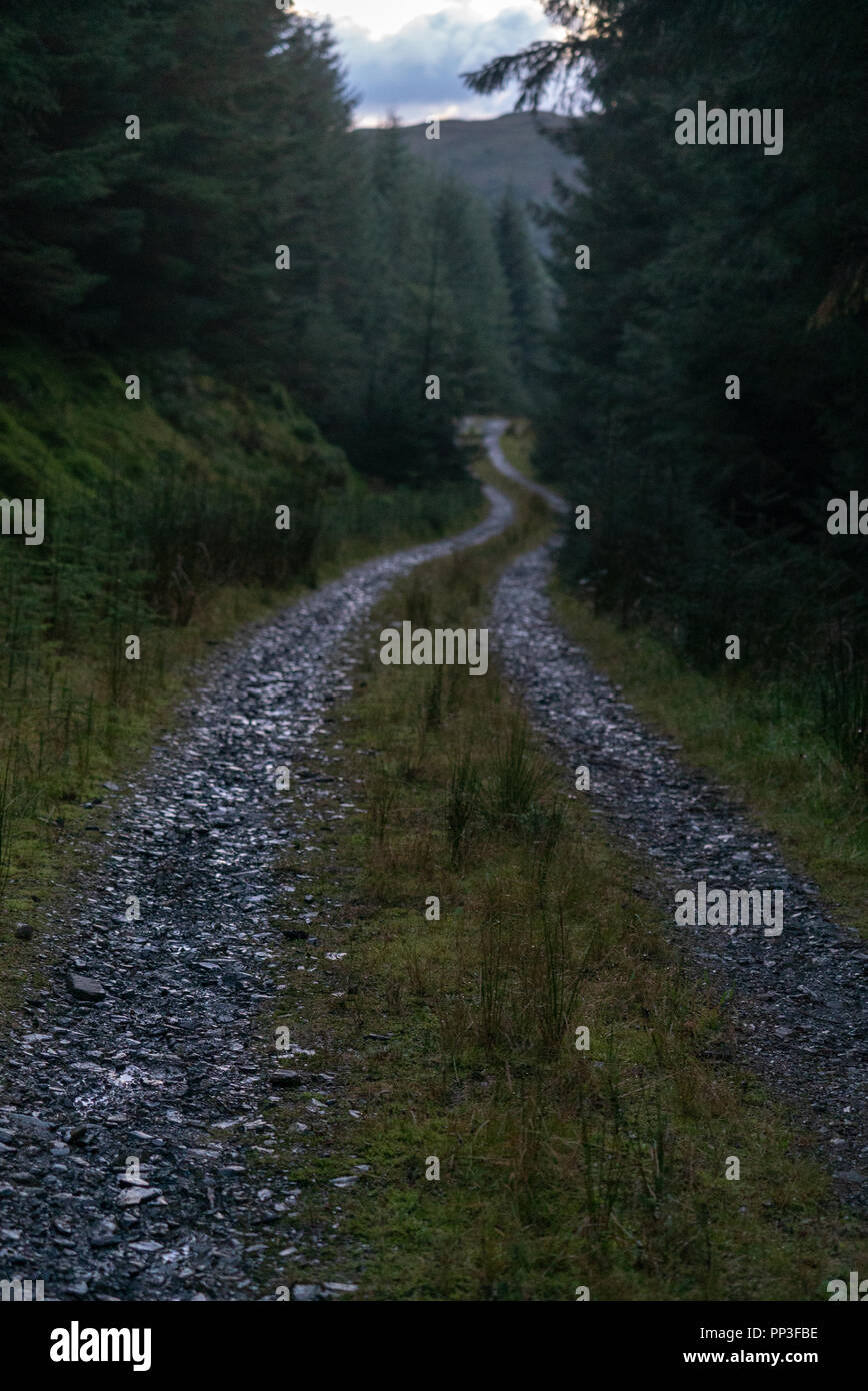 Wald Motive bei Snowdonia National Park Stockfoto