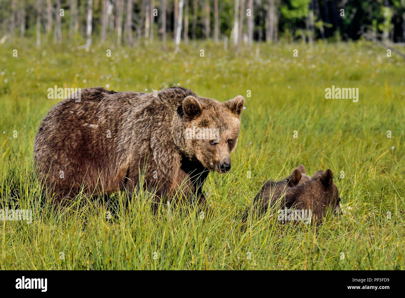 Brauner Bär Mutter mit ihren Jungen in den Sumpf. Sie können aus ihren Augen sehen, dass Sie unter Ihrem Radar. Stockfoto