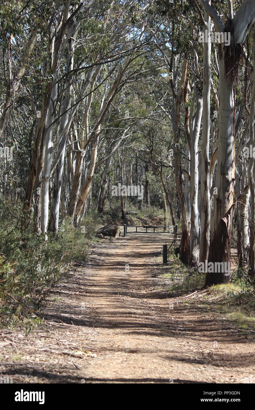 Scribbly gum Eukalyptusbäumen in der Nähe der Brindabella Ranges Bendora Arboretum, ACT, Australien Stockfoto