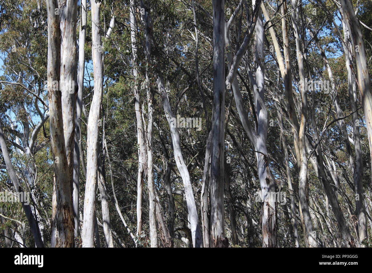 Scribbly gum Eukalyptusbäumen in der Nähe der Brindabella Ranges Bendora Arboretum, ACT, Australien Stockfoto