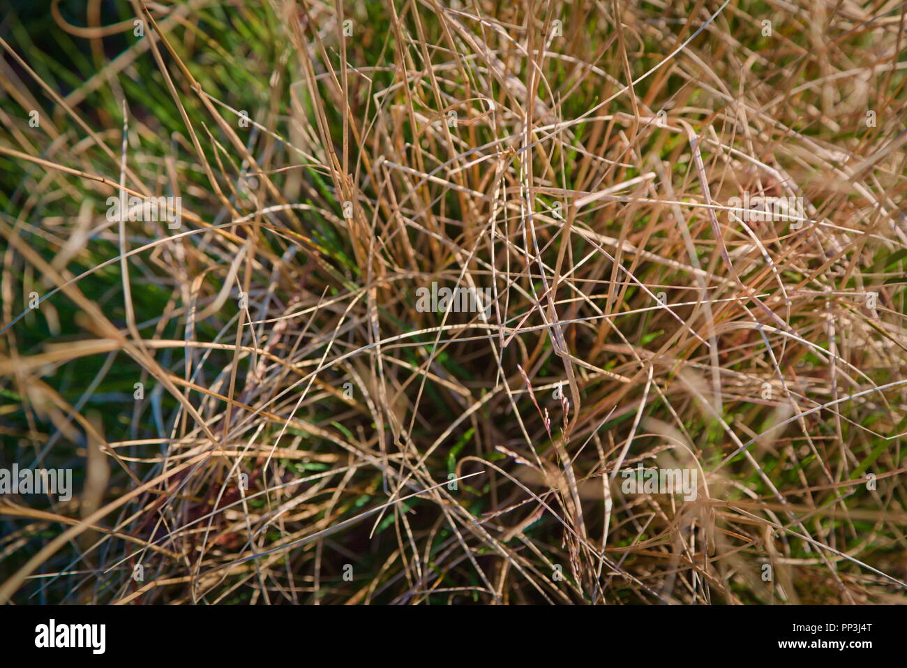 Trockenes Gras Nahaufnahme Stockfotografie