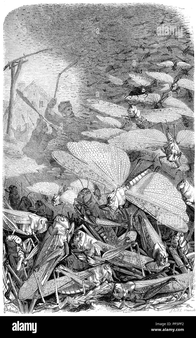 Heuschrecken, 1872 Stockfoto
