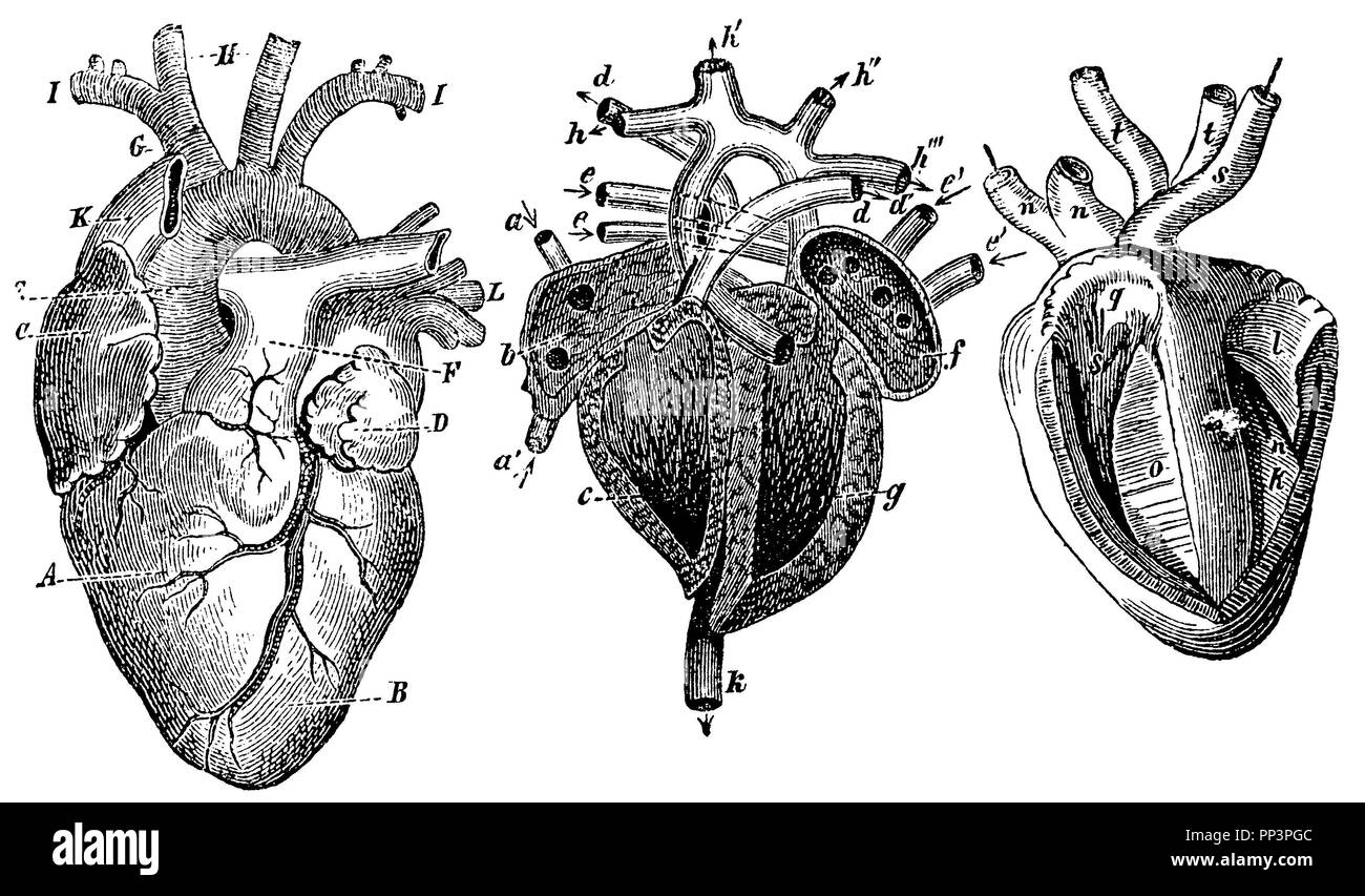 Das Herz des Menschen, von der Vorderseite (verkleinert). Den rechten Ventrikel, B Ventrikel, C rechten Ventrikel links, D atriale Schwerpunkte Links, E Aortenbogen, F Lungenarterie, G anonoma, ICH, ICH ventrikuläre Einlass, H A. carotis, K Vena cava superior, L Lungenvenen. Nr. 3935. Ebenso, Schnitt längs. Eine Vena cava superior, Vena cava inferior, b rechts Atrium, c rechten Ventrikel, d, Lungenarterien, ee, é é Lungenvenen, f linken Vorhof, g linken Ventrikel, h'''' linken Schlüsselbein, k absteigende Aorta. Nr. 3936. Bird's Herz, Schneiden von hinten, längs. k der rechten Kammer. Ich muskulöse Ventil des Gleichen, n pulmonale Arte Stockfoto