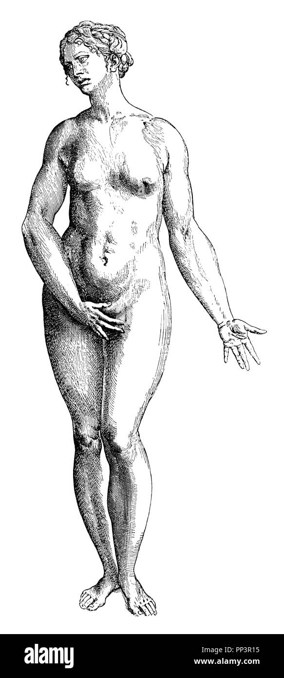 Weibliche Idealbild. Nach Tizians Schüler Stephan von Calcar, von Vesalius, Humani Corporis Fabrica, 1910 Stockfoto