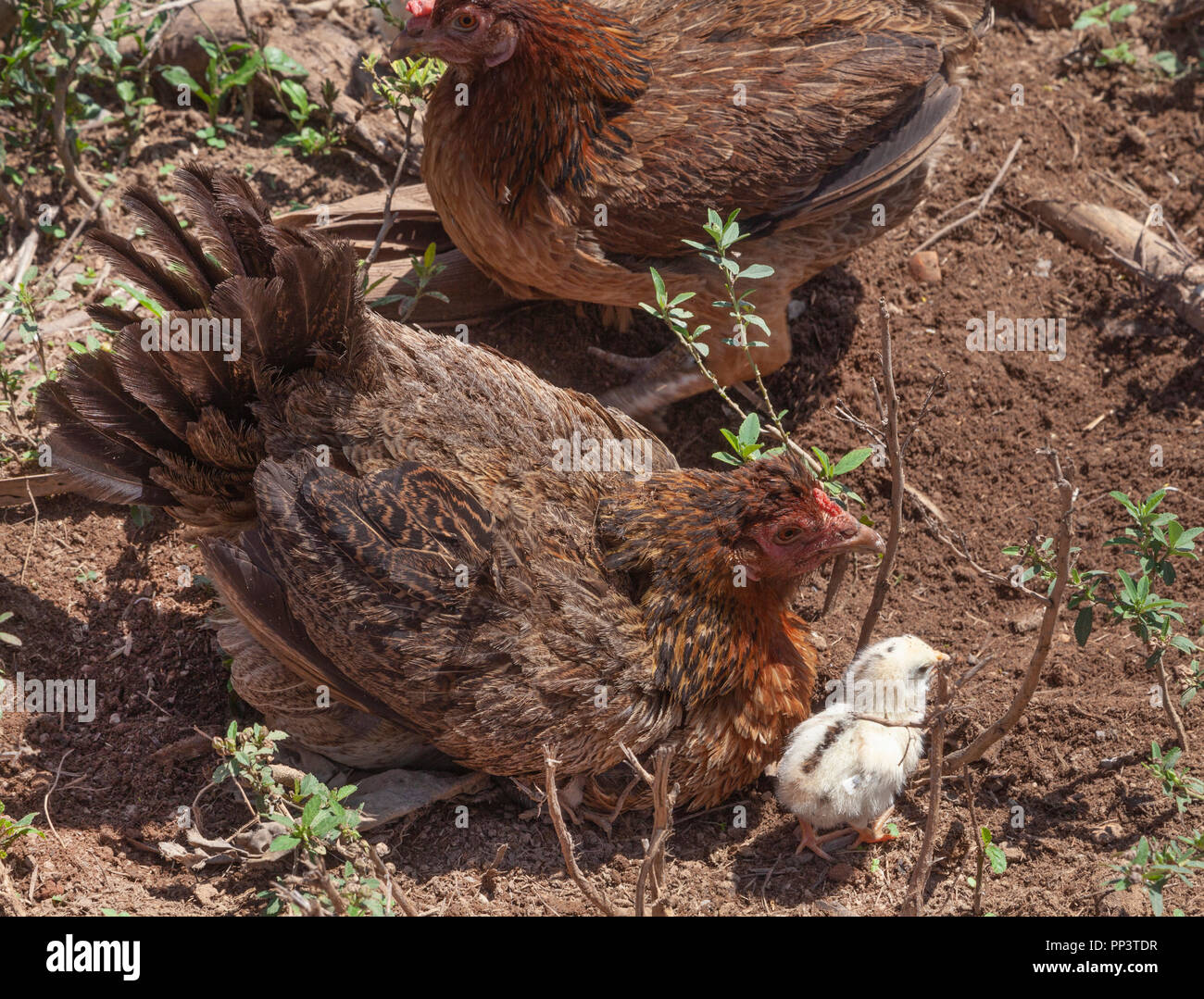 Hühnermutter mit Küken auf einer kubanischen Farm Stockfoto