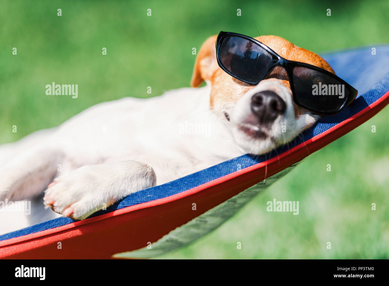 Jack Russel Terrier Hund liegt auf einem Liegestuhl in der Sonnenbrille. Entspannen Sie sich und Ferienhäuser Konzept Stockfoto