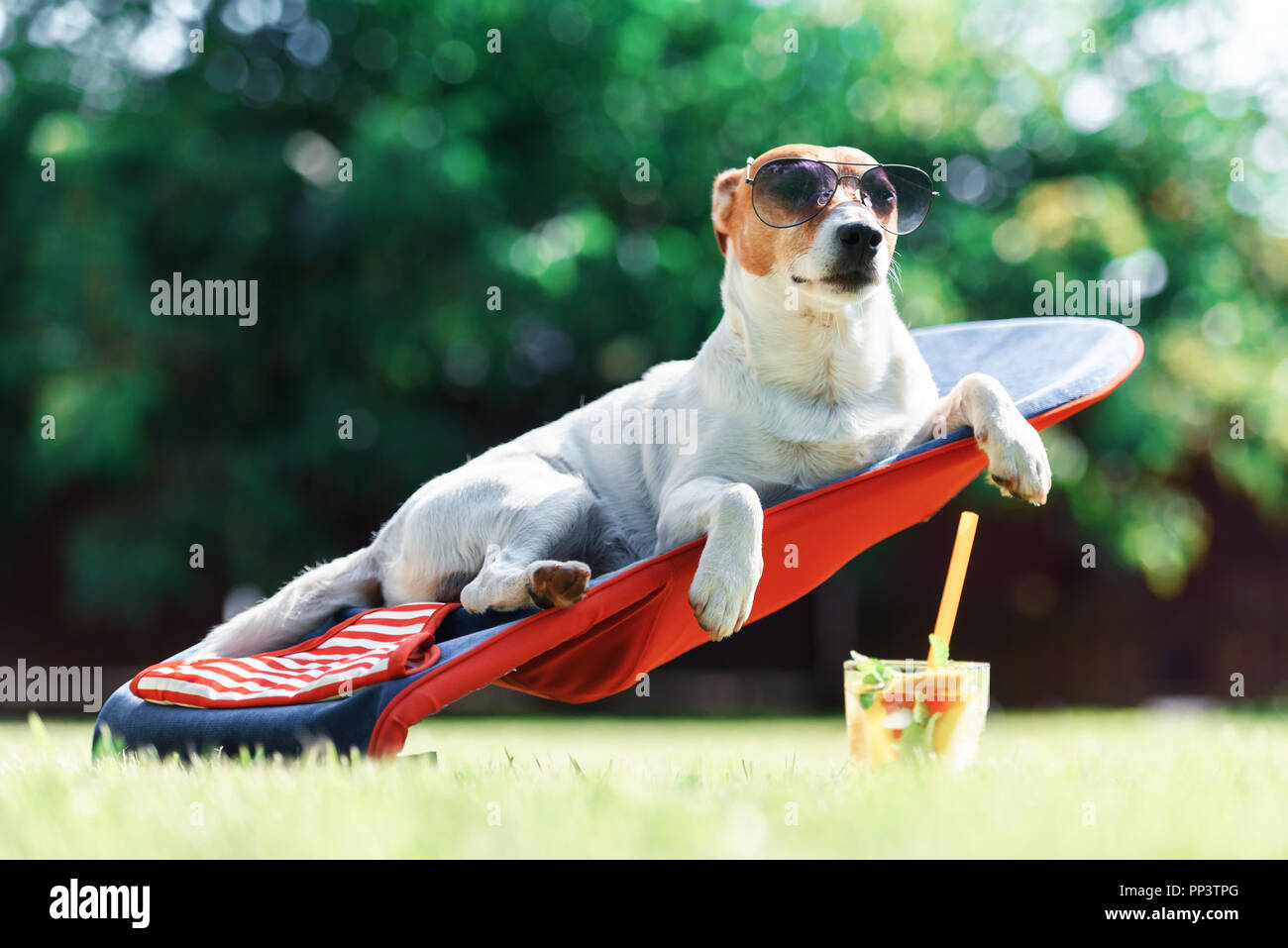 Jack Russel Terrier Hund liegt auf einem Liegestuhl in der Sonnenbrille. Entspannen Sie sich und Ferienhäuser Konzept Stockfoto