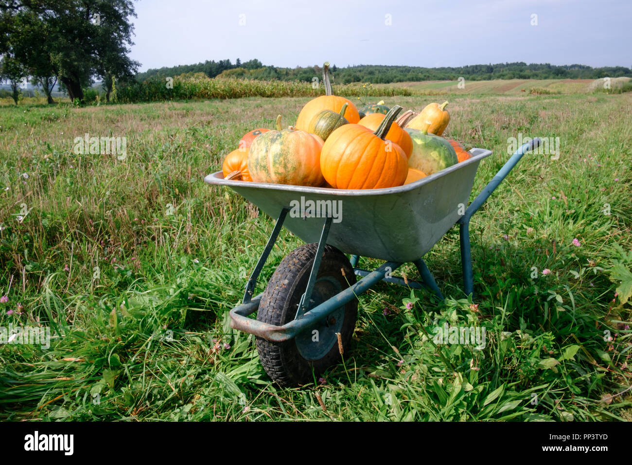 Verschiedene Kürbisse in Schubkarre auf Garten. Herbst- und Erntezeit Konzept. Halloween Hintergrund Stockfoto