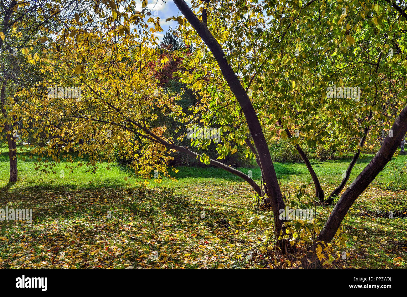 Bunte Palette der Herbst die Natur im Park - Herbst Landschaften von warmen und sonnigen September mit Sonnenlicht und Schatten Stockfoto