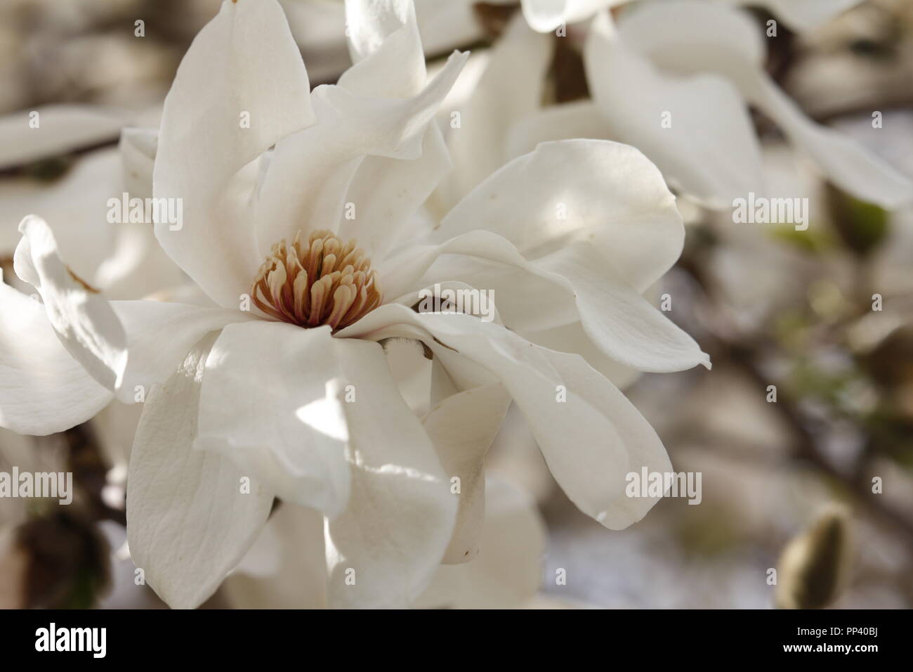 Weiße Blumen auf blühenden Magnolienbaum Stockfoto