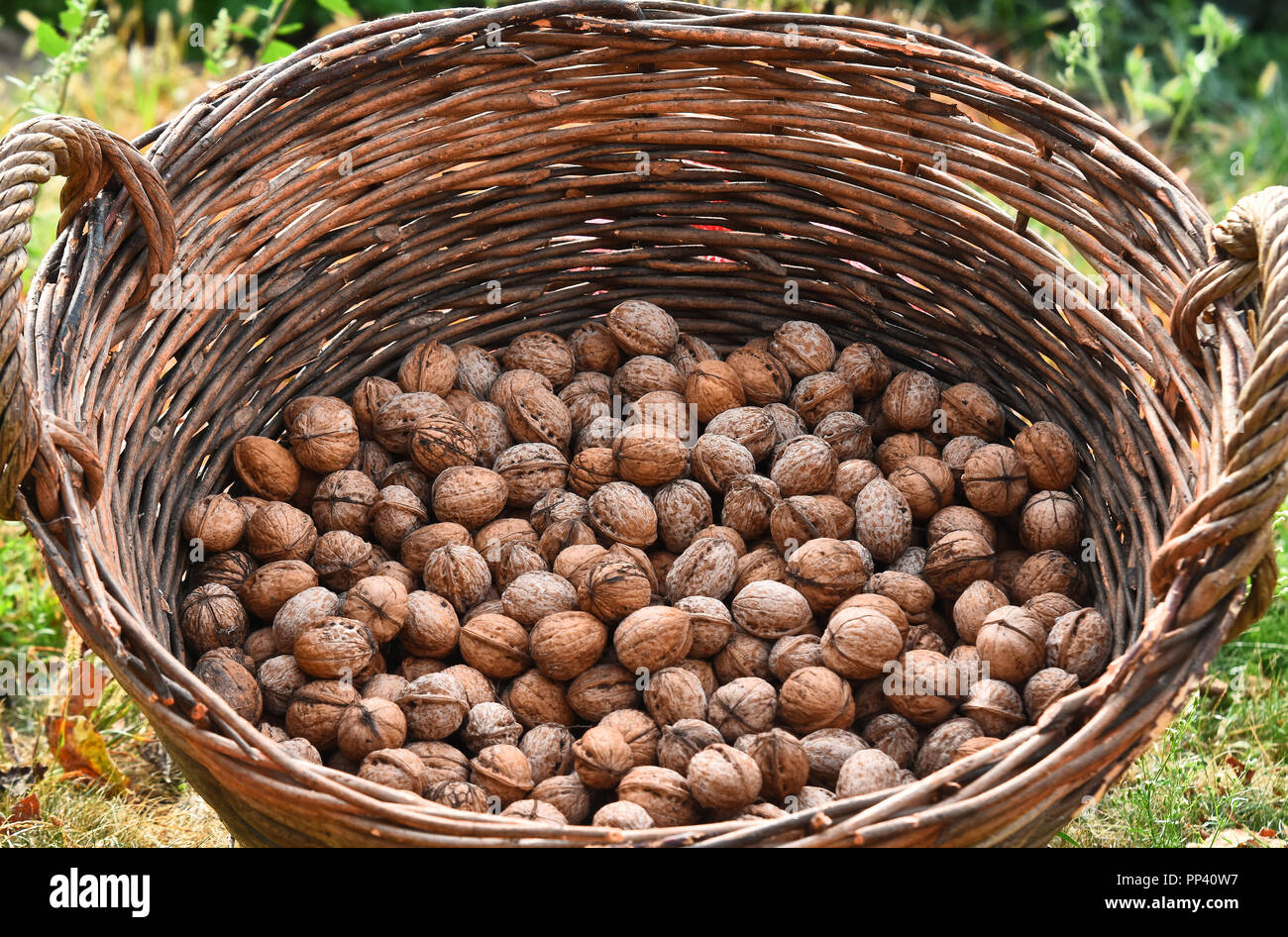 Walnuss Ernte. Walnüsse im Weidenkorb Stockfoto