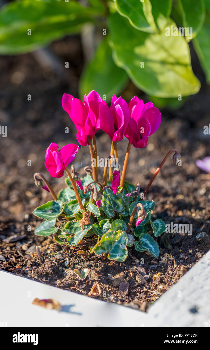 Der Florist, Cyklamen Alpenveilchen (Cyclamen persicum) Stockfoto