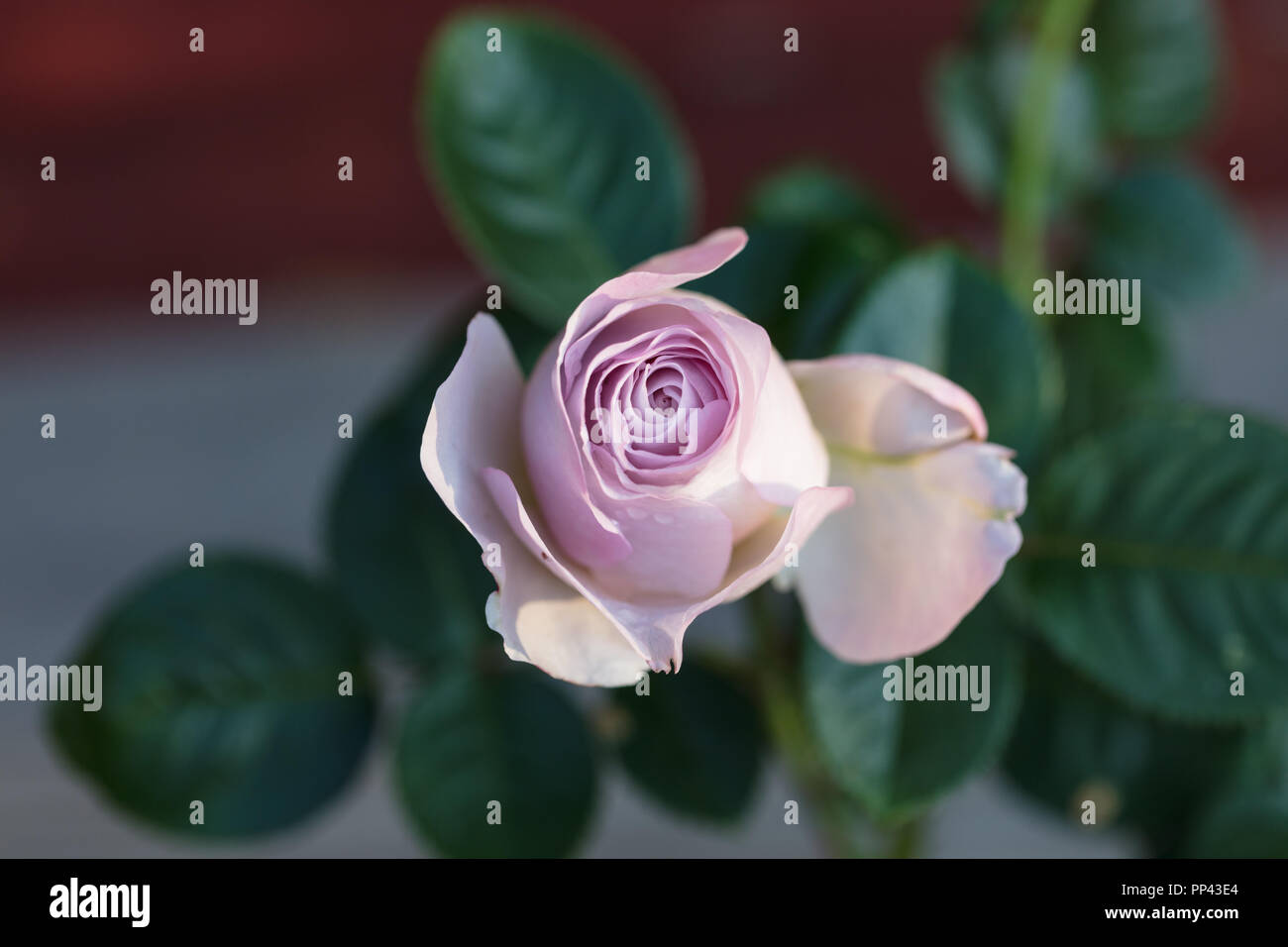 "Blue Girl" Hybrid Tea Rose, Tehybridros (Rosa) Stockfoto