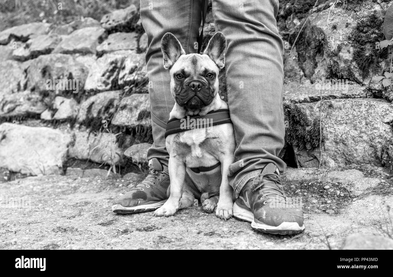 Französische Stier Hund. Französisch. Bulldogge Stockfoto