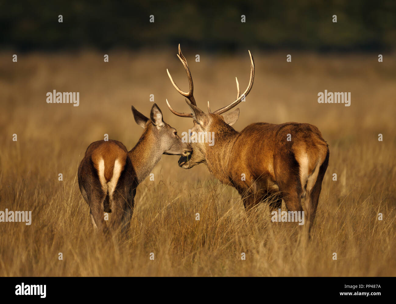 In der Nähe des Red deer Hirsch und eine Hirschkuh im Herbst, UK. Stockfoto