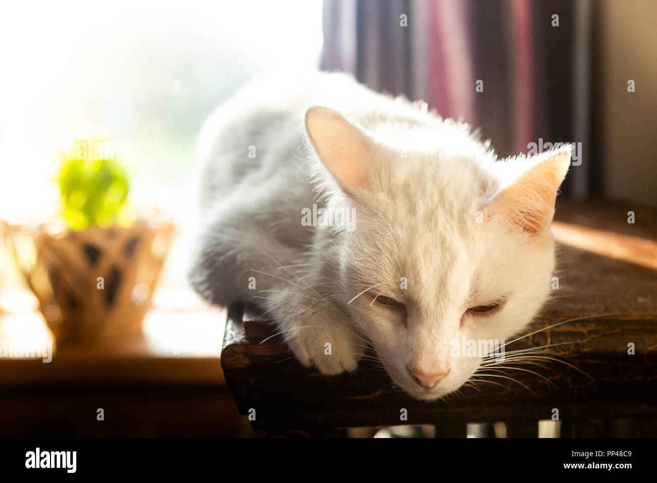 Die alte Katze ist Aalen in der Sonne. Vor dem Hintergrund der Fenster. Es ist eine Blume auf dem Fenster. Das Licht einer Sonne. Close-up. Stockfoto