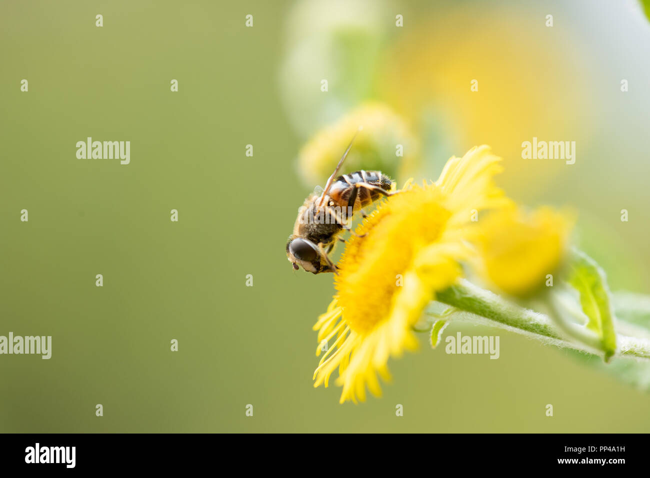 Auf hoverfly Fleabane Stockfoto