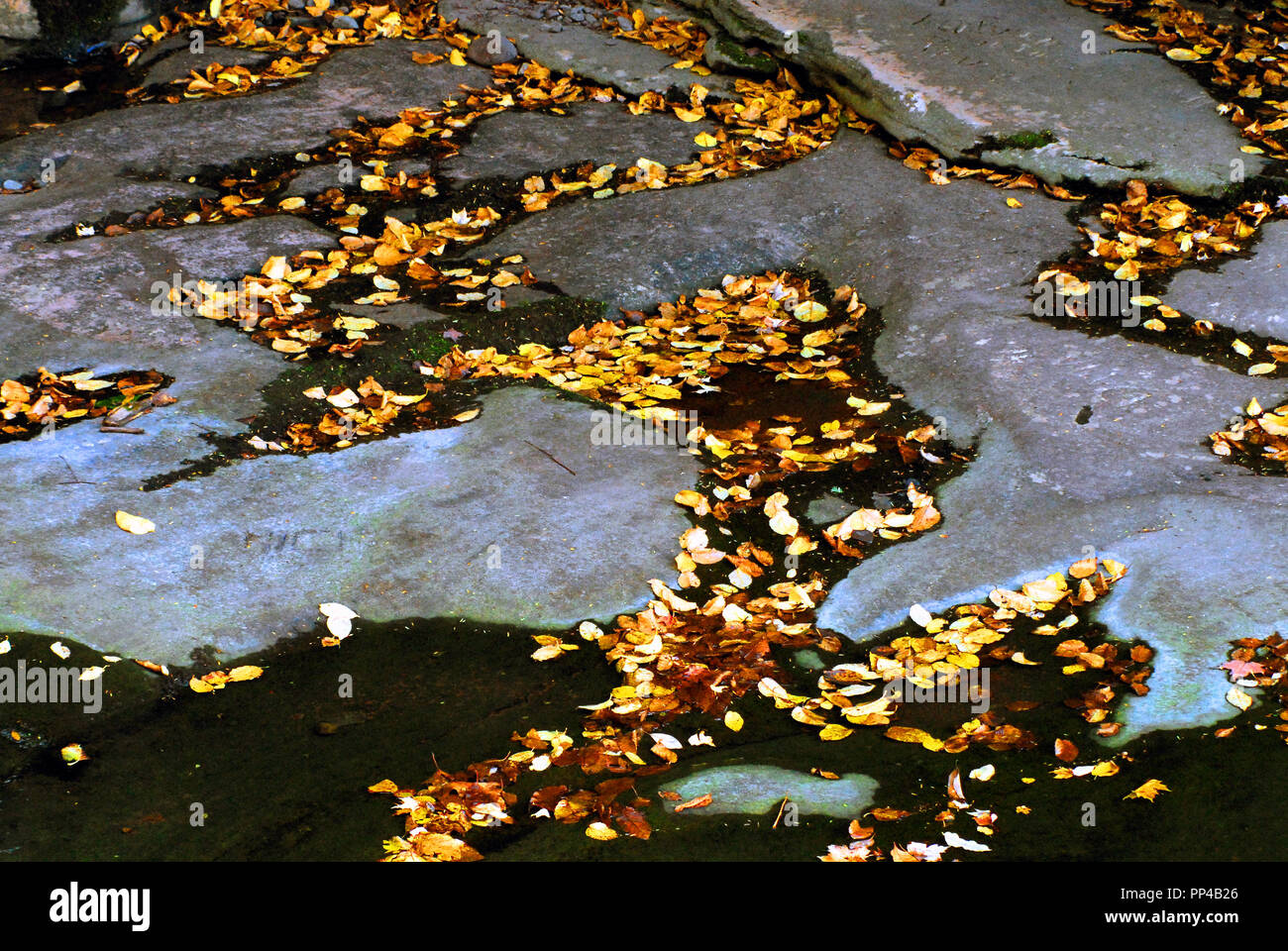 Buntes Herbstlaub auf dunklen Wasser zwischen die Steine in einem New Yorker stream. Stockfoto