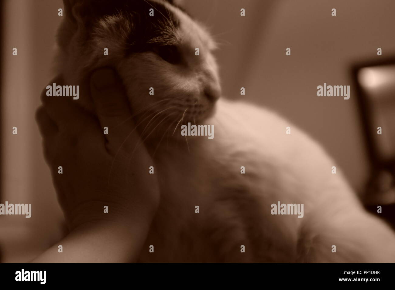 Kleine Weiße Punkte Im Stuhl Katze