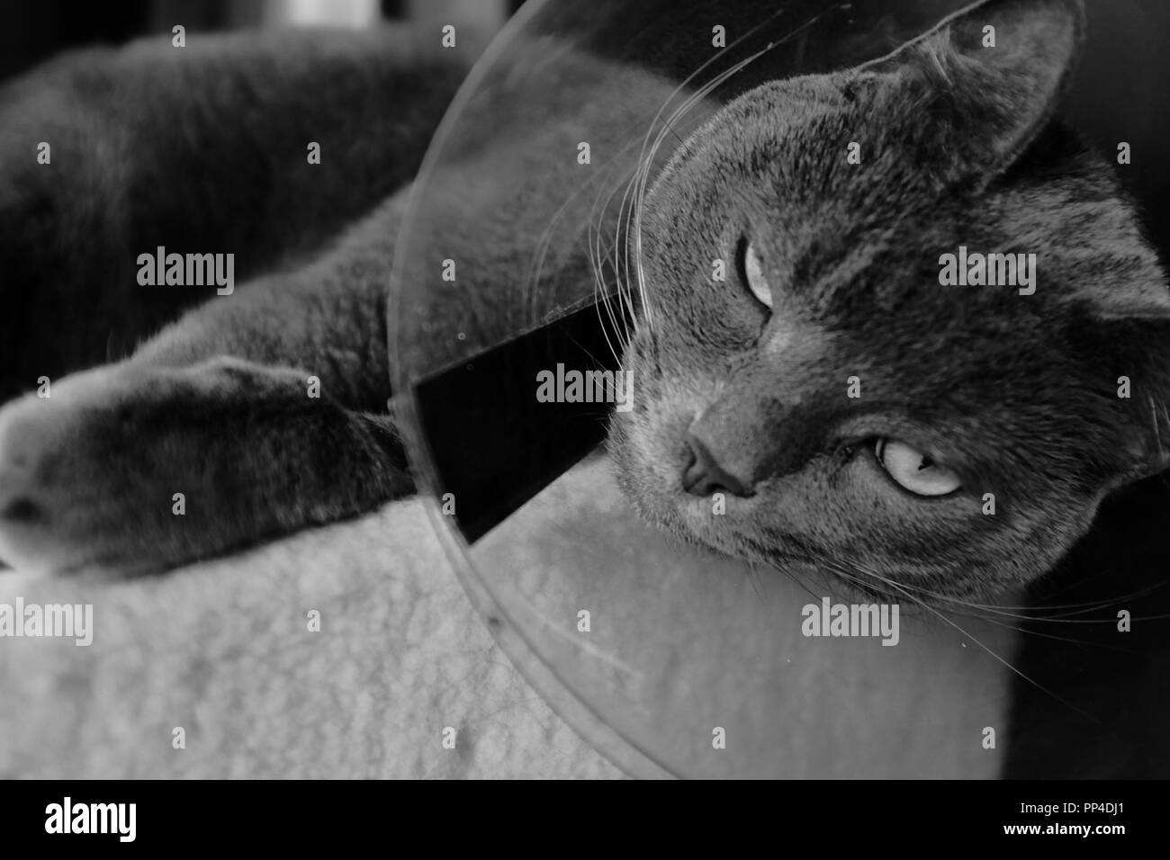 Schwarz und Weiß: eine graue Katze mopes über seine medizinischen Kegel nach der Operation. Stockfoto