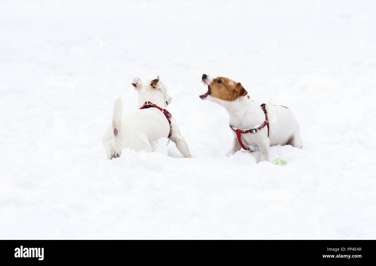 Aggressive Hund bellt bei anderen Hund Spielzeug Bewachung Stockfotografie  - Alamy