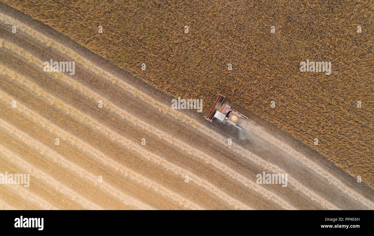 Harvester arbeiten in Feld und mäht Weizen. Ukraine. Luftaufnahme. Stockfoto