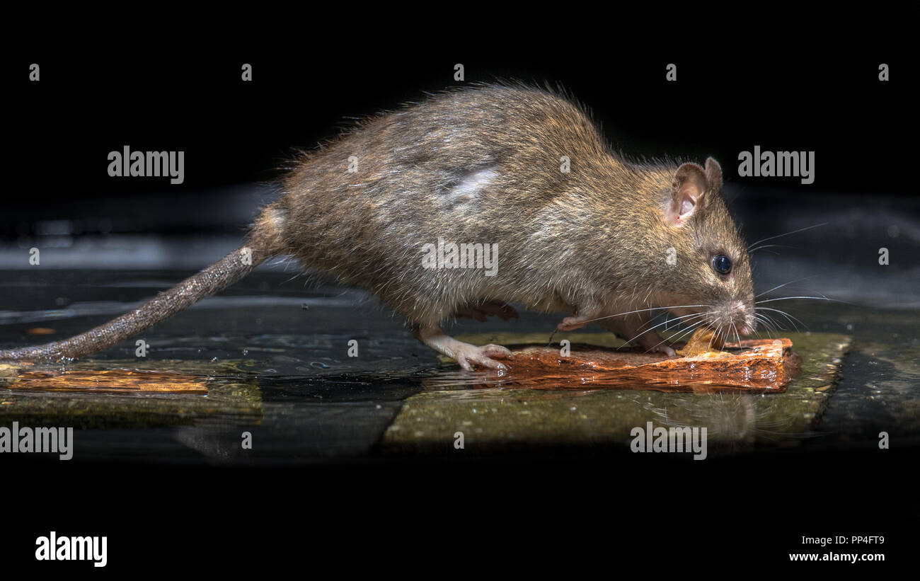 Wilde braune Ratte (Rattus norvegicus) Fütterung auf Steine im Wasser des Flusses Stockfoto