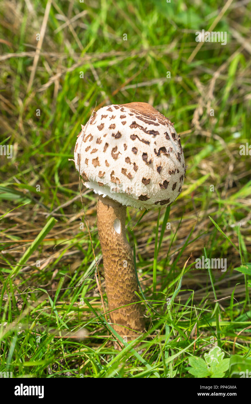 Parasol Pilze Macrolepiota Procera (agaricaceae), gorwing in einem Naturschutzgebiet in Herefordshire UK Landschaft. September 2018 Stockfoto