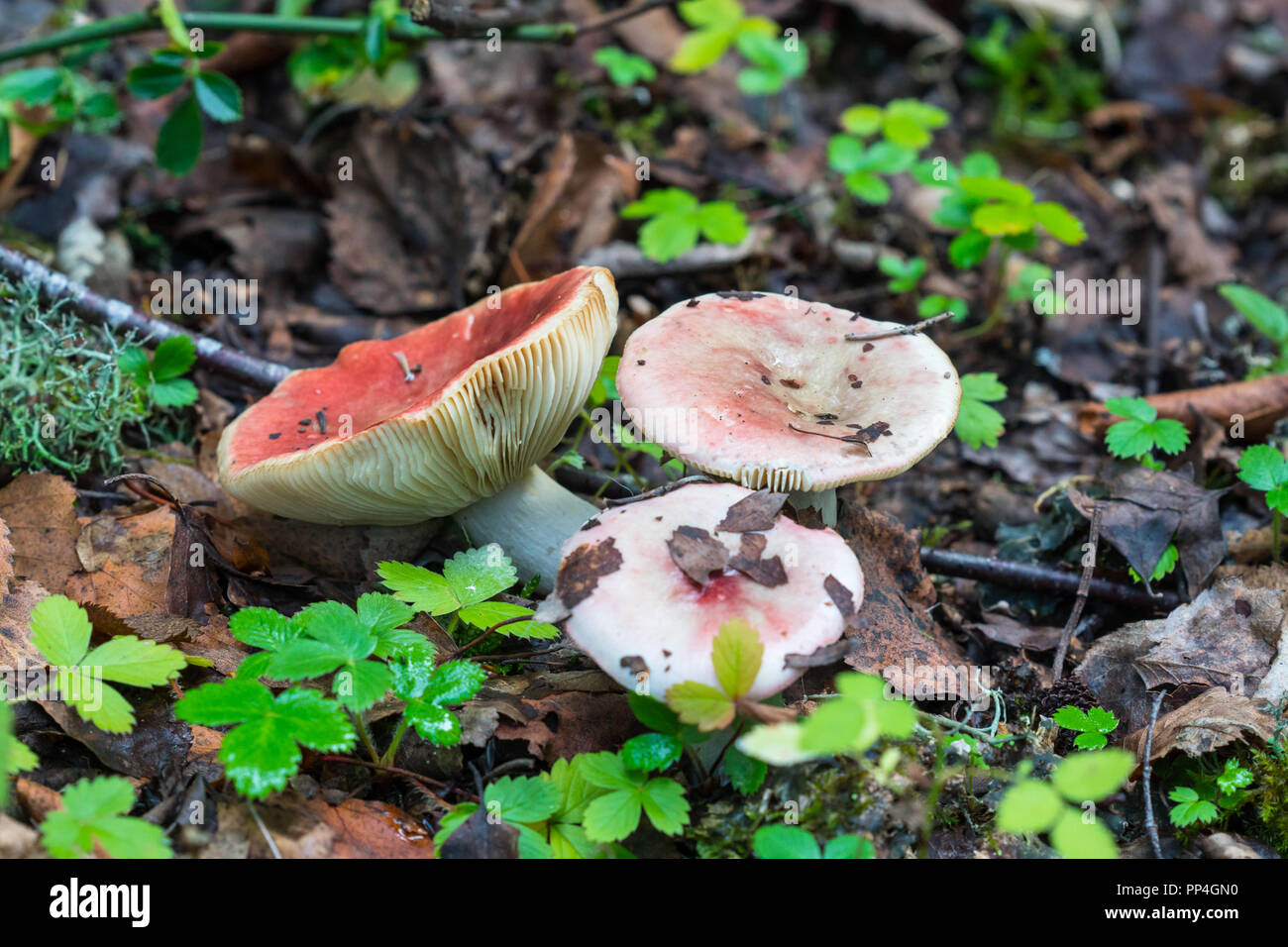 Die Sickener Psathyrella emetica (Russulaceae) Bodenham Herefordshire UK September 2018 Stockfoto