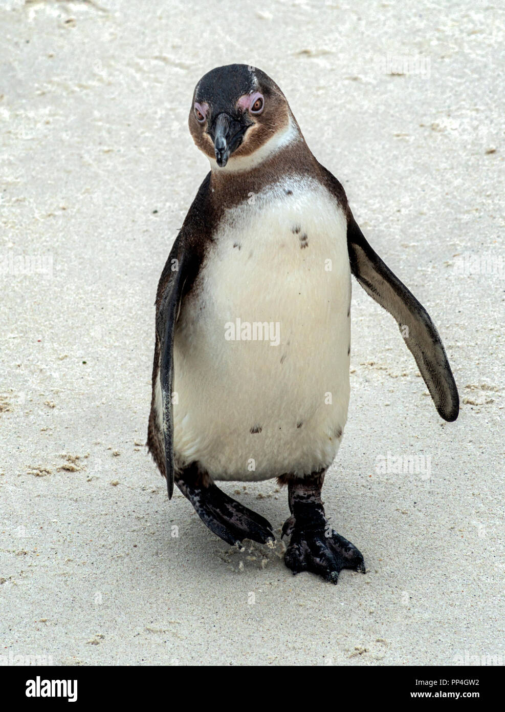 Afrikanische Pinguin (Spheniscus demersus), auch als die Brillenpinguine und Schwarz-füßiges Pinguin von Boulders Beach, Western Cape in der Nähe von Kapstadt, Sab bekannt Stockfoto