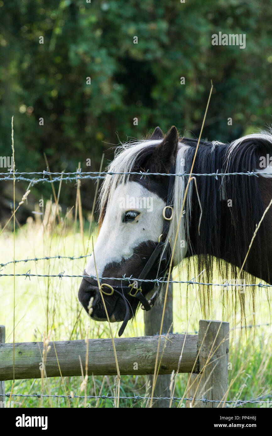 Gypsy horse im Feld Stockfoto