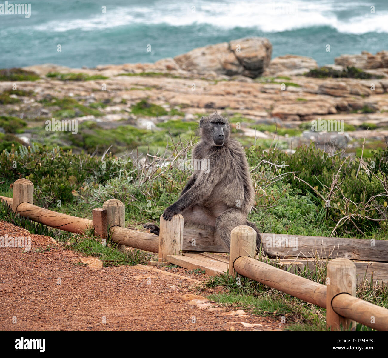 Paviane am Kap der Guten Hoffnung Nationalpark auf der Kap Halbinsel, Western Cape in der Nähe von Kapstadt, Südafrika Stockfoto