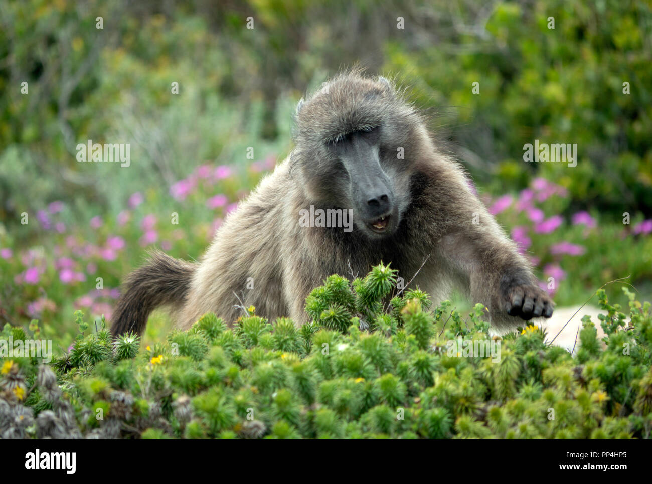 Paviane am Kap der Guten Hoffnung Nationalpark auf der Kap Halbinsel, Western Cape in der Nähe von Kapstadt, Südafrika Stockfoto