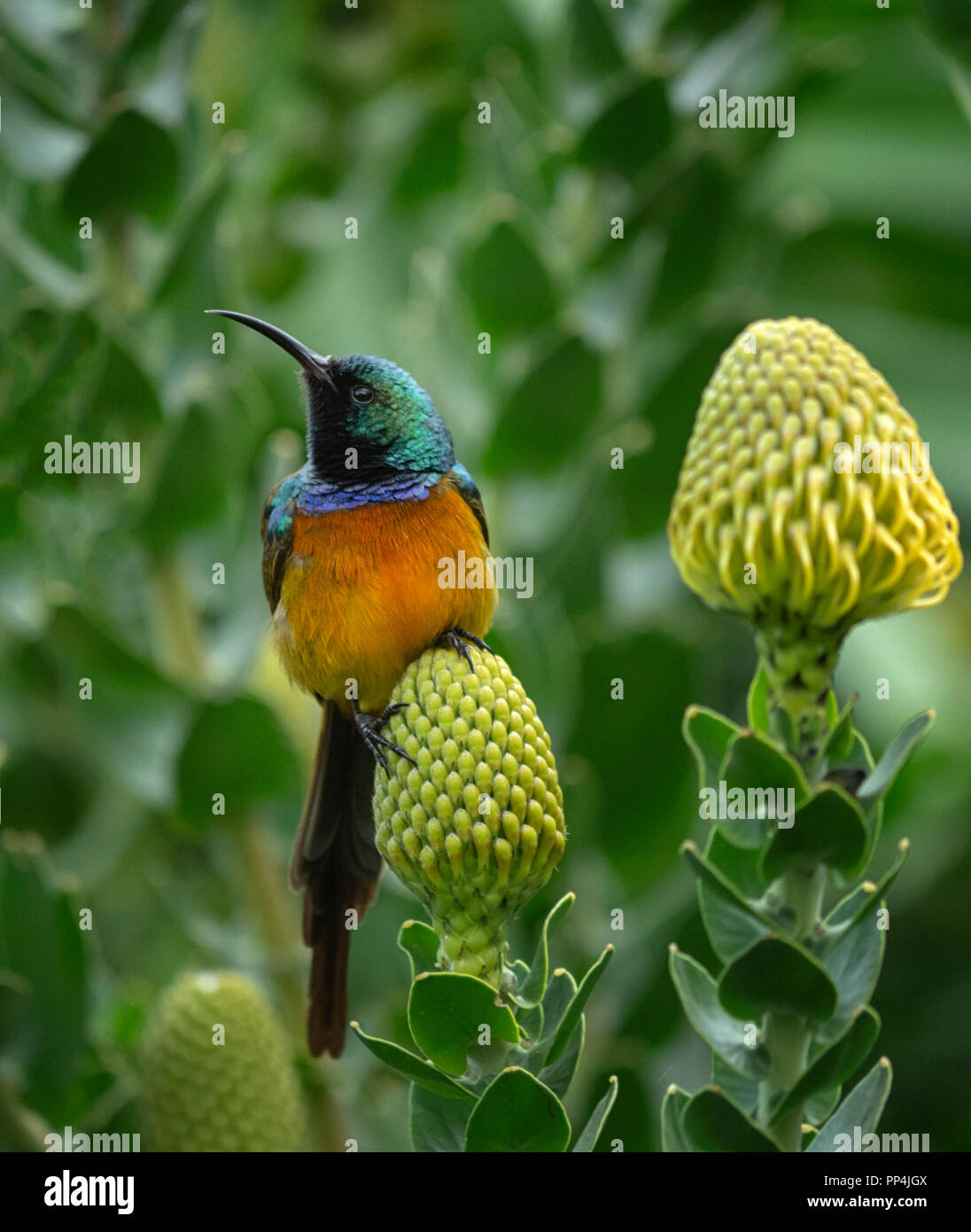 Männliche orange-breasted Sunbird, Anthobaphes violacea, in Kirstenbosch National Botanical Garden am Fuße des Tafelbergs, Kapstadt, Südafrika Stockfoto