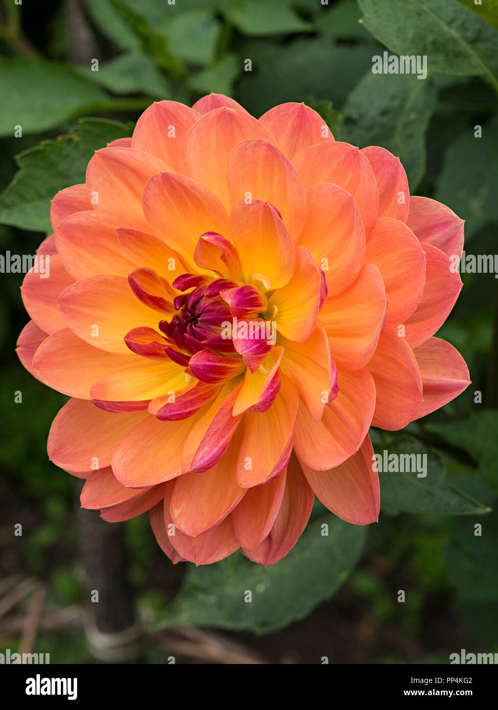 'Pam Howden "Dahlie Blume Nahaufnahme, Derbyshire, England, Großbritannien Stockfoto