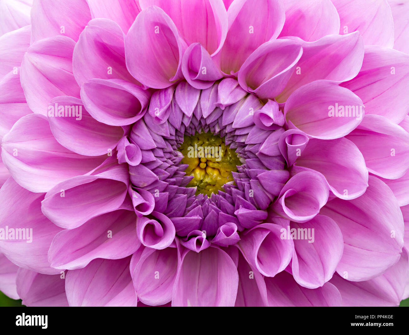 Oreti 'Classic' Dahlie Blume Nahaufnahme, Derbyshire, England, Großbritannien Stockfoto