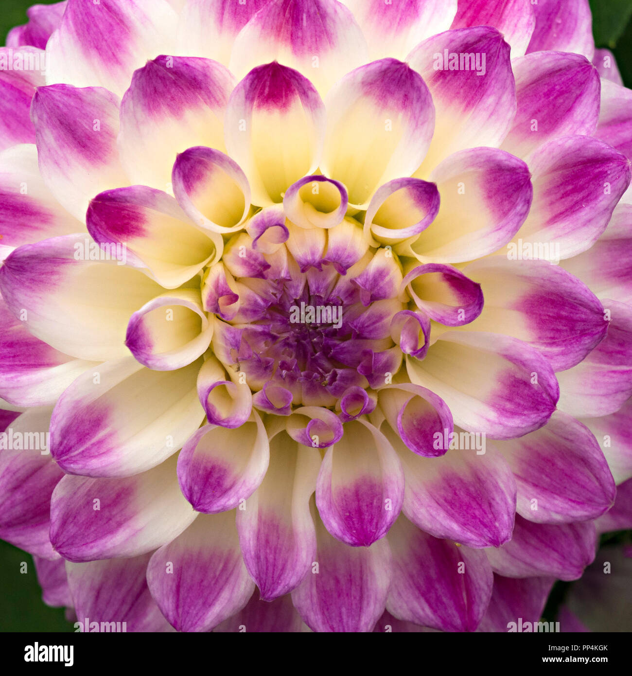 Dahlie Blume Nahaufnahme, Derbyshire, England, Großbritannien Stockfoto