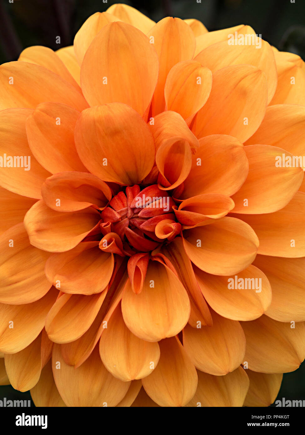'David Howard' Dahlie Blume Nahaufnahme, Derbyshire, England, Großbritannien Stockfoto