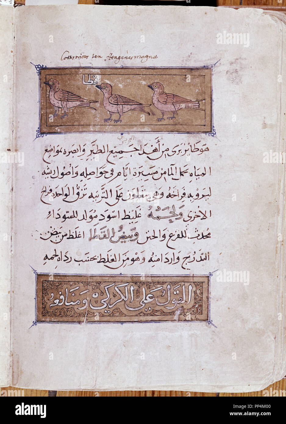 Arabischen Manuskript der Naturgeschichte des 14. Jahrhunderts. Thema: IBN AL-DURAYHIM MAWS. Lage: MONASTERIO - BIBLIOTECA - coleccion. SAN LORENZO DEL ESCORIAL. MADRID. Spanien. Stockfoto