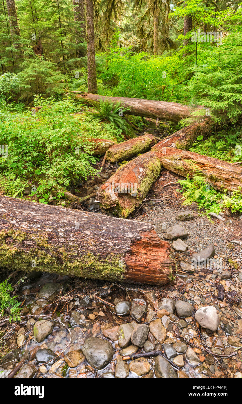 Broken tree Protokolle in der Nähe von Sol Duc fällt, Olympic National Park, Washington State, USA Stockfoto